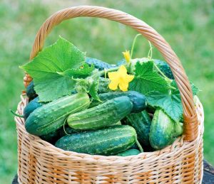 Çalı turşuluk salatalık tohumu bush pickle cucumber