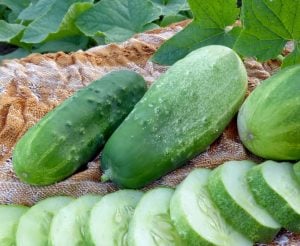 Çalı turşuluk salatalık tohumu bush pickle cucumber