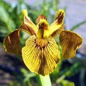 Berlin Tiger iris Pseudacorus saksıda yetişmiş süsen