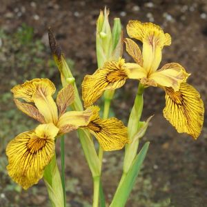 Berlin Tiger iris Pseudacorus saksıda yetişmiş süsen