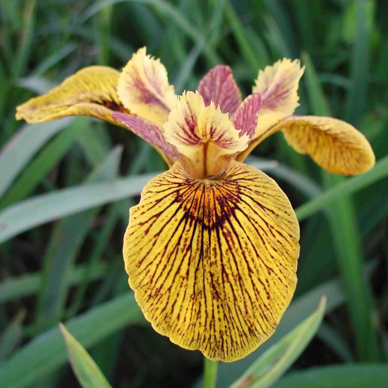 Berlin Tiger iris Pseudacorus saksıda yetişmiş süsen