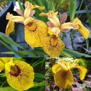 Berlin Tiger iris Pseudacorus saksıda yetişmiş süsen