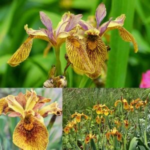 Berlin Tiger iris Pseudacorus saksıda yetişmiş süsen