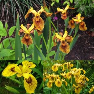 Berlin Tiger iris Pseudacorus saksıda yetişmiş süsen