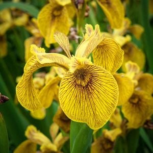 Berlin Tiger iris Pseudacorus saksıda yetişmiş süsen