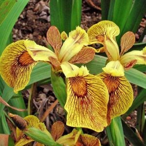 Berlin Tiger iris Pseudacorus saksıda yetişmiş süsen