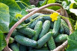Çalı turşuluk salatalık tohumu bush pickle cucumber