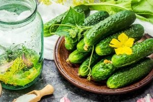 Çalı turşuluk salatalık tohumu bush pickle cucumber