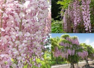Pembe wisteria fidanı mor salkım ithal wisteria sinensis