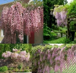 Pembe wisteria fidanı mor salkım ithal wisteria sinensis