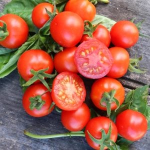 Tommy toe çeri domates tohumu tomato seeds