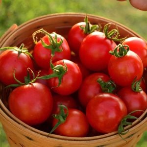 Tommy toe çeri domates tohumu tomato seeds