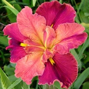 Peaches in Wine iris Louisiana saksıda yetişmiş süsen