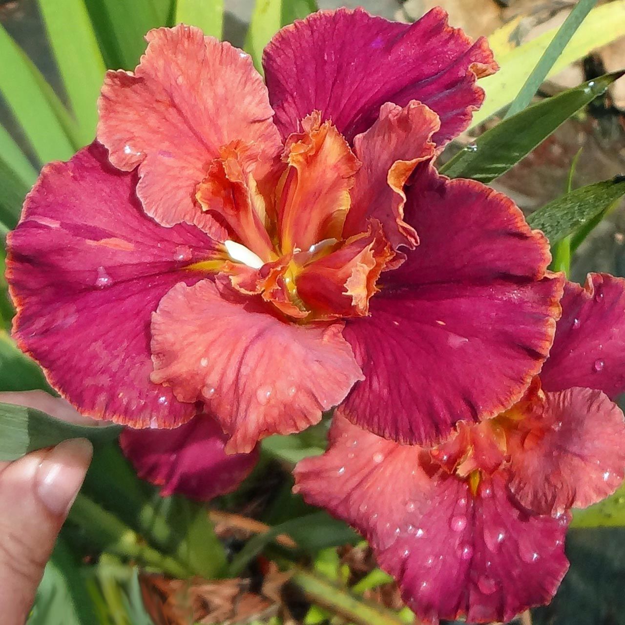 Peaches in Wine iris Louisiana saksıda yetişmiş süsen