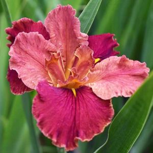 Peaches in Wine iris Louisiana saksıda yetişmiş süsen