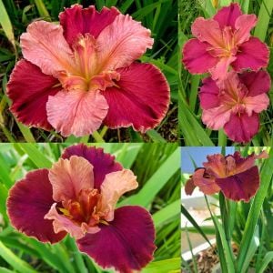 Peaches in Wine iris Louisiana saksıda yetişmiş süsen