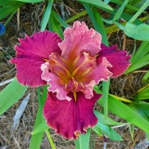 Peaches in Wine iris Louisiana saksıda yetişmiş süsen