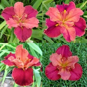 Peaches in Wine iris Louisiana saksıda yetişmiş süsen