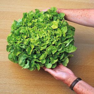Salad bowl green marul tohumu kıvırcık atalık