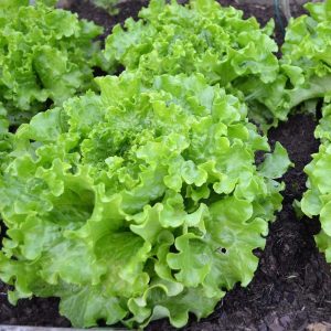 Salad bowl green marul tohumu kıvırcık atalık