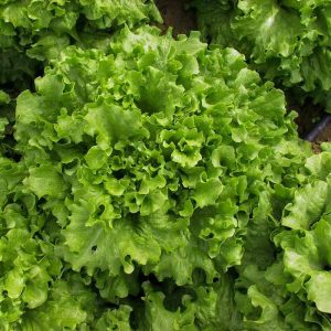 Salad bowl green marul tohumu kıvırcık atalık