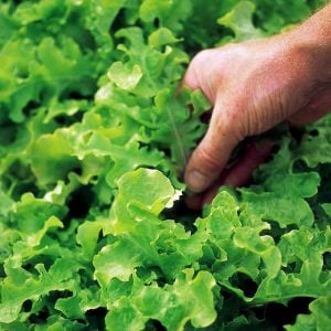 Salad bowl green marul tohumu kıvırcık atalık
