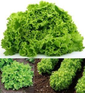 Salad bowl green marul tohumu kıvırcık atalık