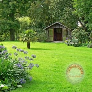 Çim tohumu karışımı 5'li Halı karışımı