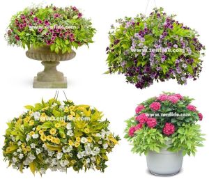 Ipomoea batatas fidesi açık yeşil yapraklı light green