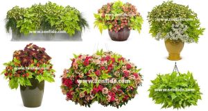 Ipomoea batatas fidesi açık yeşil yapraklı light green