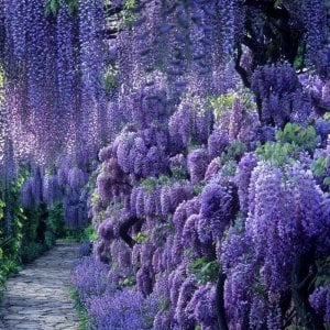 Mor salkım wisteria fidanı ithal wisteria sinensis