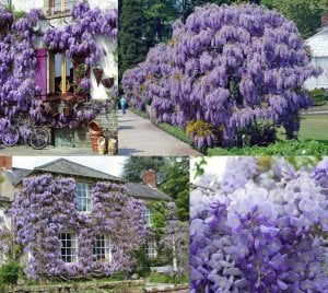Mor salkım wisteria fidanı ithal wisteria sinensis