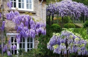 Mor salkım wisteria fidanı ithal wisteria sinensis