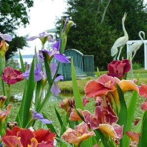 Peaches in Wine iris Louisiana saksıda yetişmiş süsen