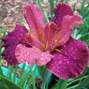 Peaches in Wine iris Louisiana saksıda yetişmiş süsen