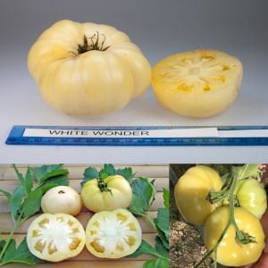 Beyaz söğüşlük domates tohumu geleneksel white wonder tomato seeds
