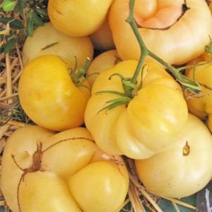 Beyaz söğüşlük domates tohumu geleneksel white wonder tomato seeds