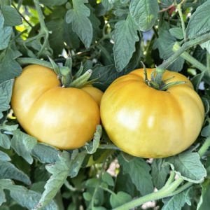 Beyaz söğüşlük domates tohumu geleneksel white wonder tomato seeds