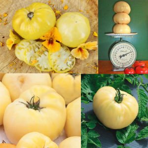 Beyaz söğüşlük domates tohumu geleneksel white wonder tomato seeds