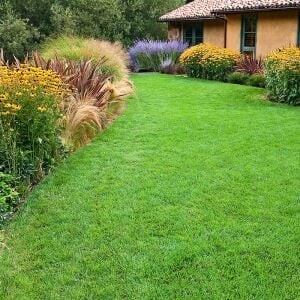 Çim tohumu karışımı zenmix II. ( 7 li karışım )