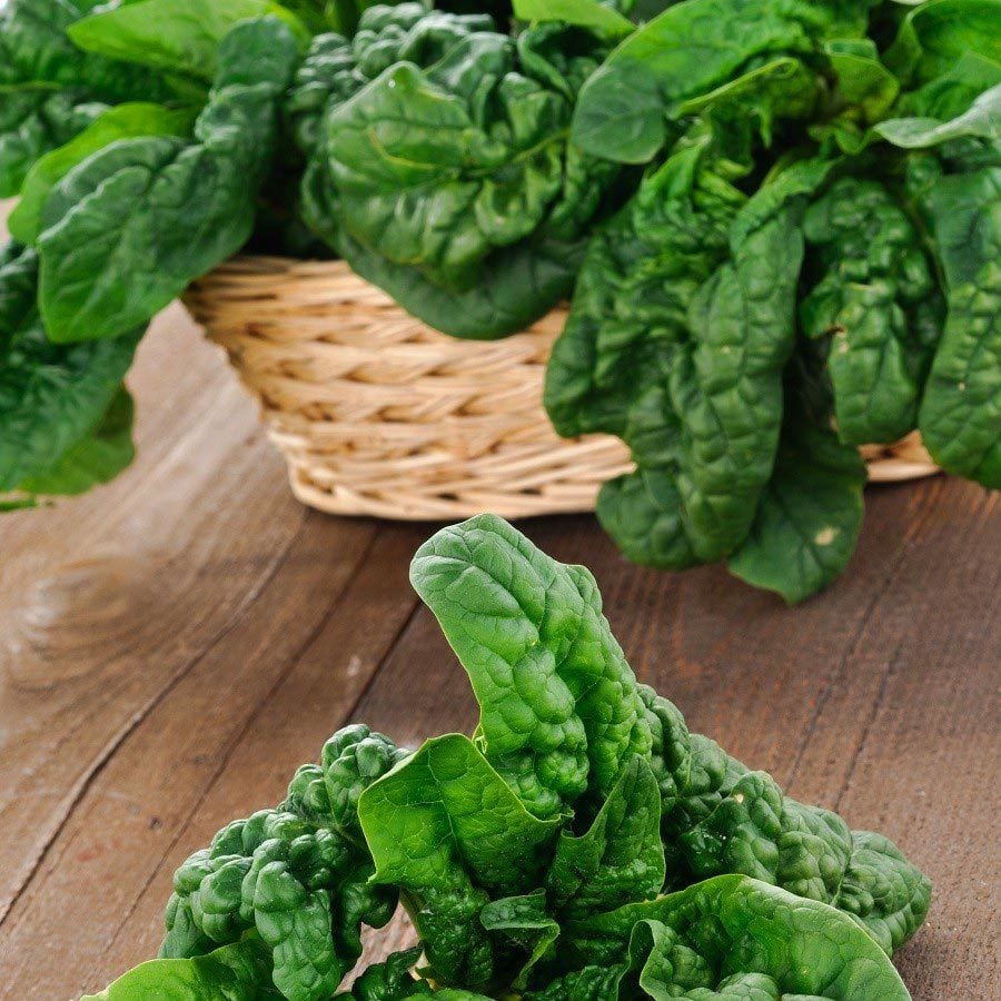 Dev ıspanak Giant Noble tohumu