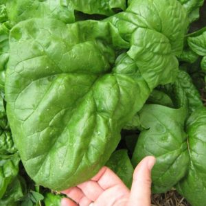 Dev ıspanak Giant Noble tohumu