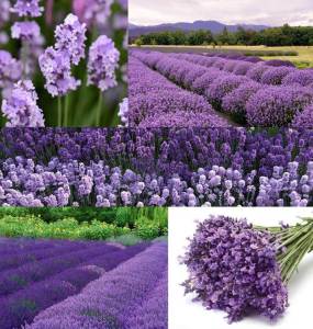 Leylak çiçekli lavanta fidesi lavandula angustifolia melissa lilac