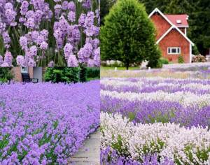 Leylak çiçekli lavanta fidesi lavandula angustifolia melissa lilac