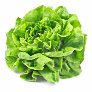 Göbek marul tohumu atalık butter crunch head