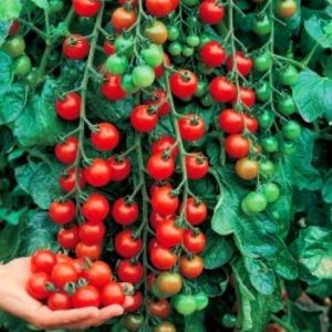 Ciliegia salkım domates tohumu geleneksel kiraz tipi ciliegia tomato seeds