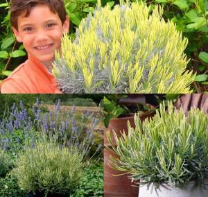 Çift renk lavanta fidesi lavandula angustifolia platinum blonde