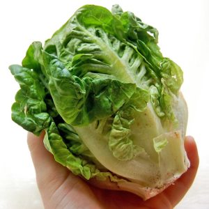 Little gem fındık marul tohumu atalık