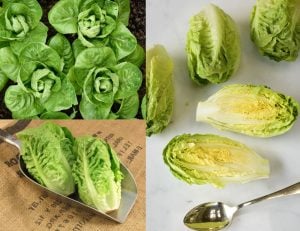 Little gem fındık marul tohumu atalık