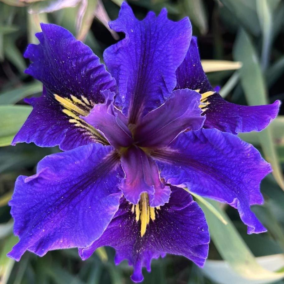 Queen Jean iris Louisiana saksıda yetişmiş süsen